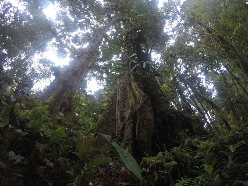 Tres de Junio Cabana De Montana La Magnolia, Cerro De La Muerte De La Canuela Cloud Forest מראה חיצוני תמונה